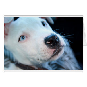 Baby Pitbull Puppy