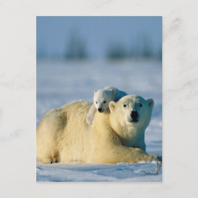 Baby Polar Bear Climbs On Mother Postcard (Front)