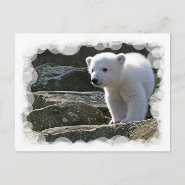 Baby Polar Bear Postcard (Front)