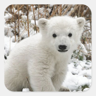 Baby Polar Bear Square Sticker