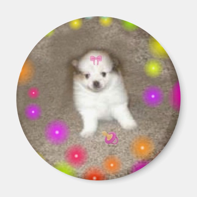 Baby Pomeranian Magnet (Front)