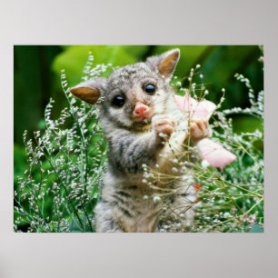 Baby Possum Caught Picking Flowers Poster