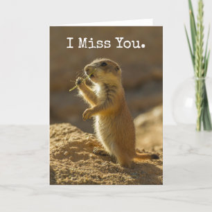 Baby prairie dog eating, Arizona Card