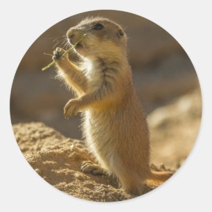Baby prairie dog eating, Arizona Classic Round Sticker