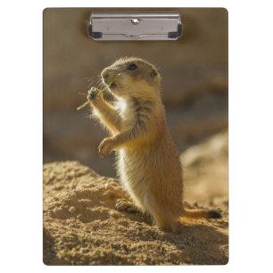 Baby prairie dog eating, Arizona Clipboard