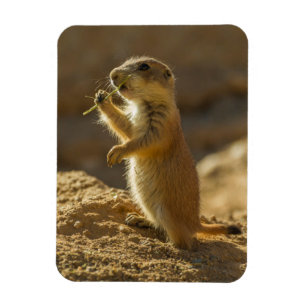 Baby prairie dog eating, Arizona Magnet