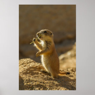 Baby prairie dog eating, Arizona Poster