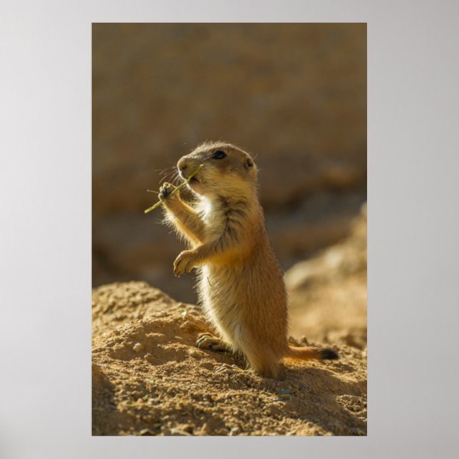 Baby prairie dog eating, Arizona Poster (Front)