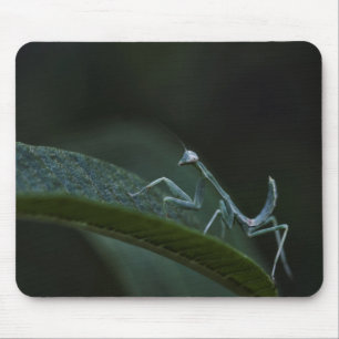Baby Praying Mantis Mouse Pad