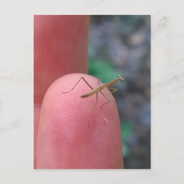 Baby Praying Mantis on Finger Postcard (Front)