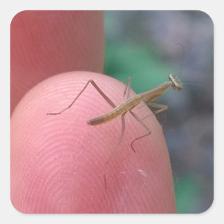 Baby Praying Mantis on Finger Square Sticker