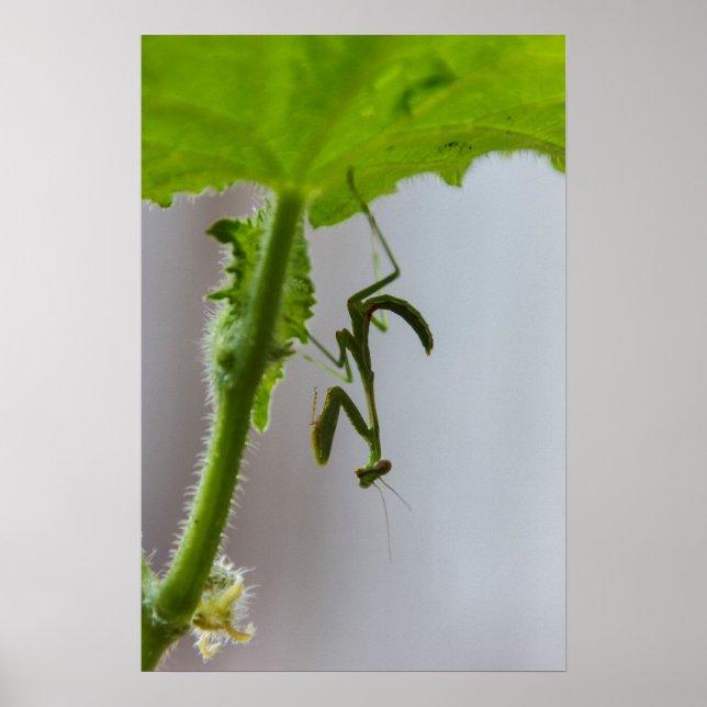 Baby praying mantis poster (Front)