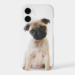 Baby Pug Portrait