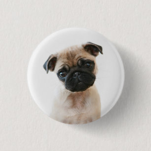 Baby Pug Portrait 3 Cm Round Badge