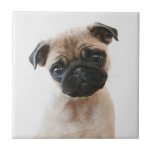 Baby Pug Portrait Ceramic Tile