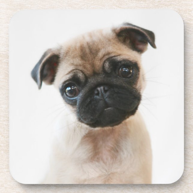 Baby Pug Portrait Coaster (Front)