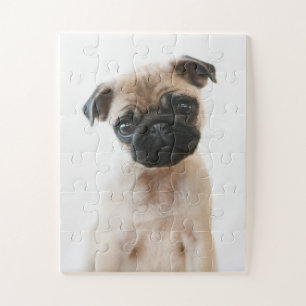 Baby Pug Portrait Jigsaw Puzzle