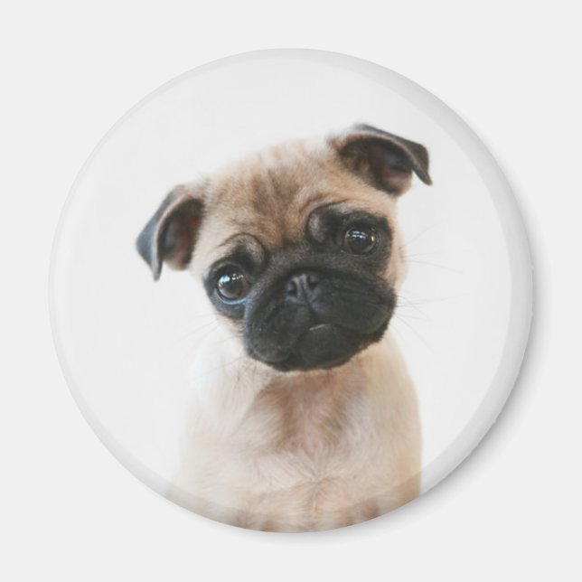Baby Pug Portrait Magnet (Front)