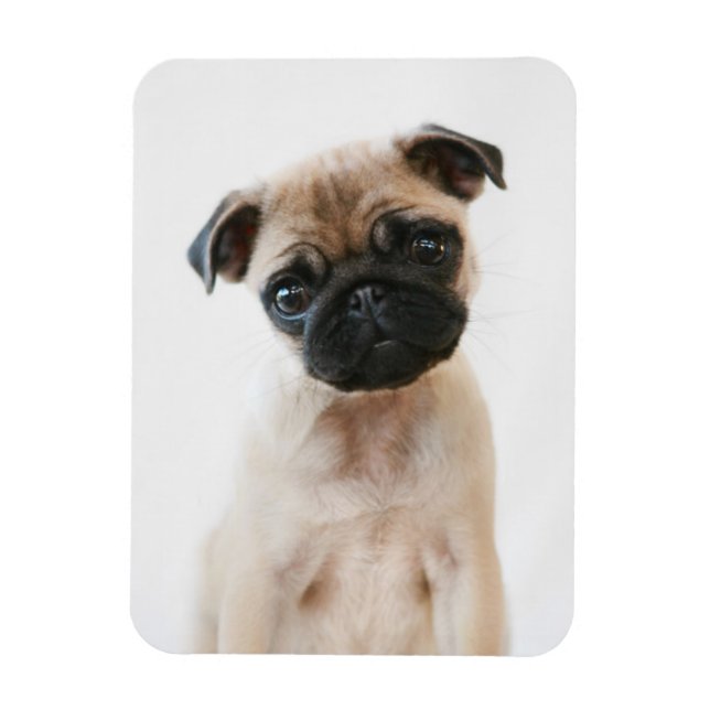 Baby Pug Portrait Magnet (Vertical)
