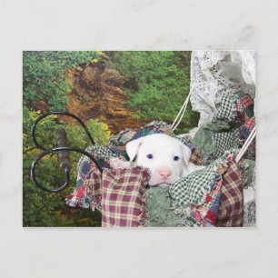 Baby Puppy Carriage Ride Postcard