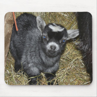 Baby Pygmy Goat Mouse Pad
