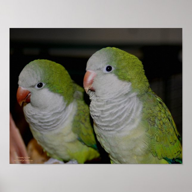 Baby Quaker Parrot Pair #2 Poster (Front)