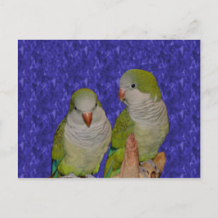 Baby Quaker Parrot Pair Animal Postcard