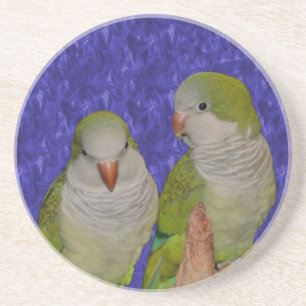 Baby Quaker Parrots Animal Coaster