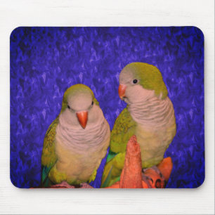 Baby Quaker Parrots Animal Mouse Pad