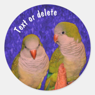 Baby Quaker Parrots Animal Personalised Classic Round Sticker