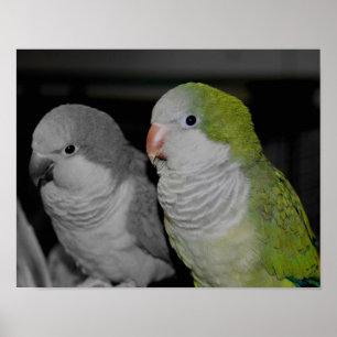 Baby Quaker Parrots Partial Colour Poster