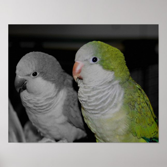 Baby Quaker Parrots Partial Colour Poster (Front)