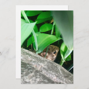 Baby Rabbit Holiday Card