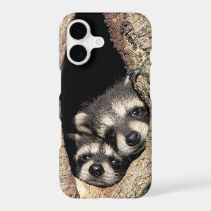 Baby raccoons in tree cavity Procyon