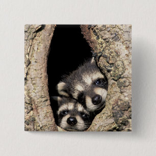 Baby raccoons in tree cavity Procyon 15 Cm Square Badge