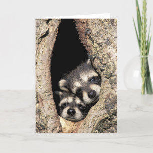 Baby raccoons in tree cavity Procyon Card