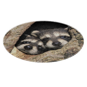 Baby raccoons in tree cavity Procyon Cutting Board