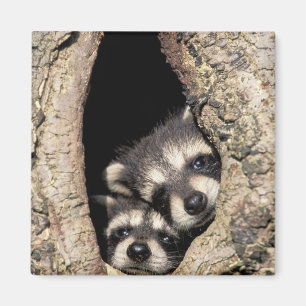 Baby raccoons in tree cavity Procyon Magnet