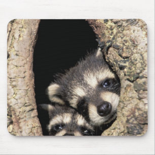 Baby raccoons in tree cavity Procyon Mouse Pad