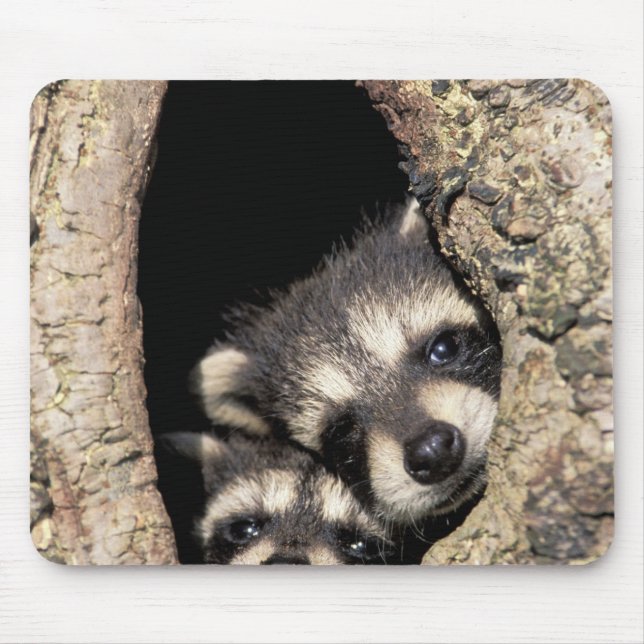 Baby raccoons in tree cavity Procyon Mouse Pad (Front)