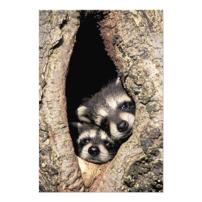 Baby raccoons in tree cavity Procyon Photo Print (Front)