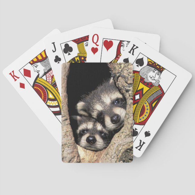 Baby raccoons in tree cavity Procyon Playing Cards (Back)