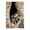 Baby raccoons in tree cavity Procyon