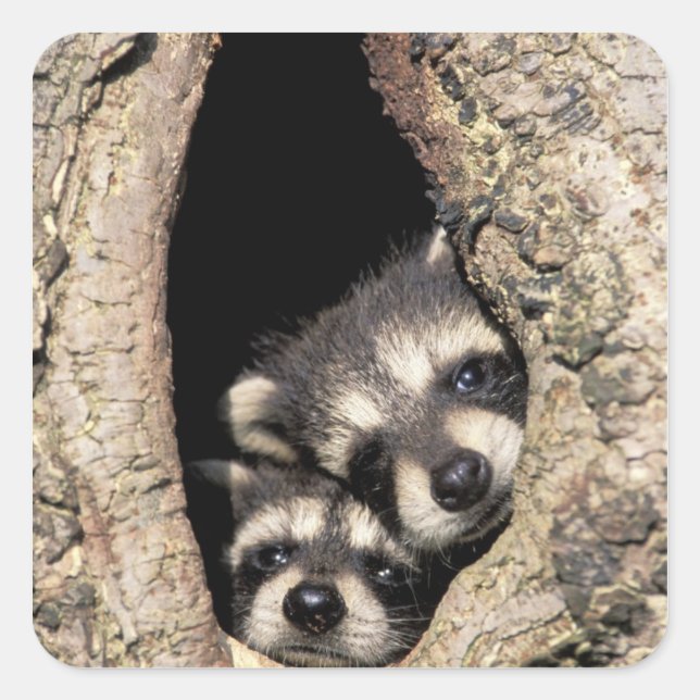 Baby raccoons in tree cavity Procyon Square Sticker (Front)