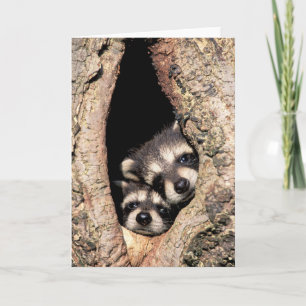 Baby Raccoons Peeking out of Tree Card