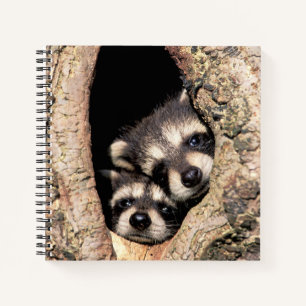 Baby Raccoons Peeking out of Tree Notebook