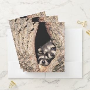 Baby Raccoons Peeking out of Tree Pocket Folder