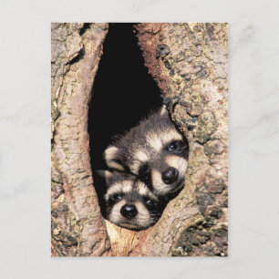 Baby Raccoons Peeking out of Tree Postcard