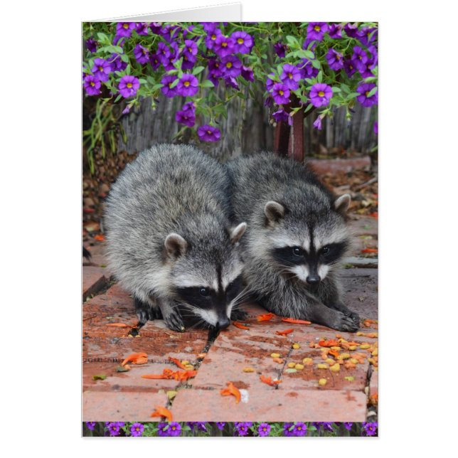 Baby Raccoons With Purple Flowers (Front)
