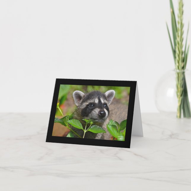 Baby Racoon Notecard (Front)